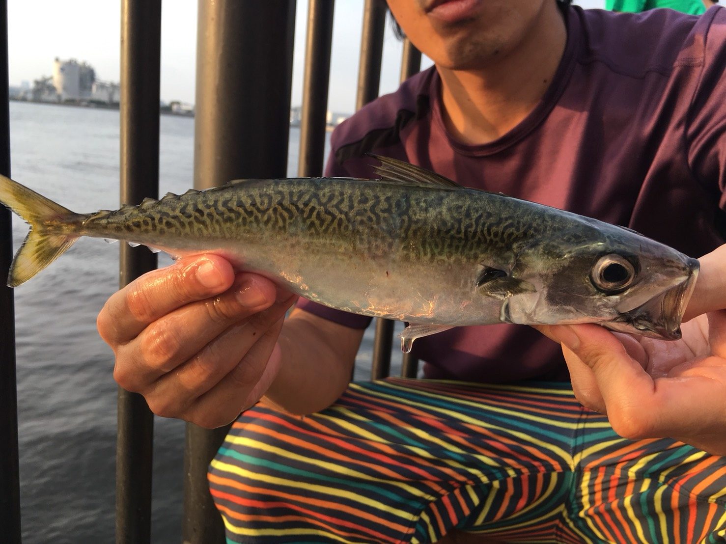 若洲 サビキ サビキ釣り 東京湾 湾奥 東京 陸っぱり 若洲海浜公園 堤防釣り Tokyo Fish Hunter